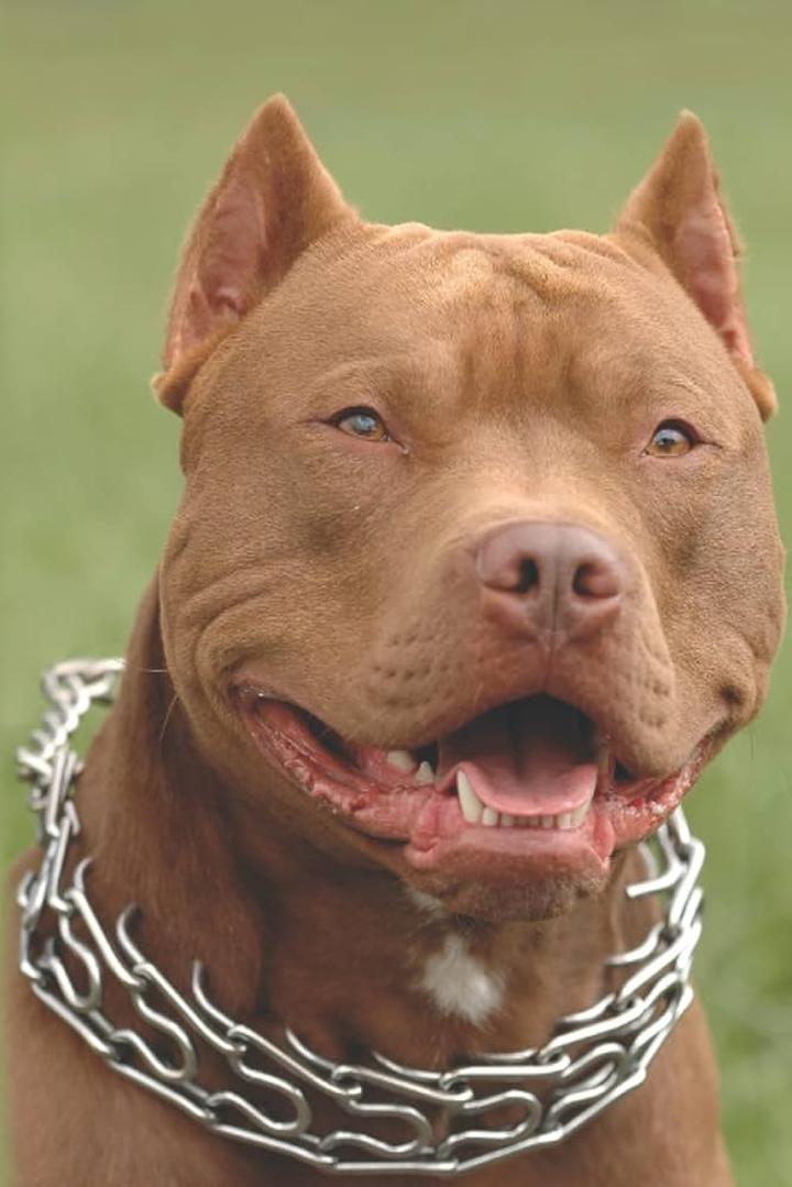 Serial Pitbull: Nowe porządki