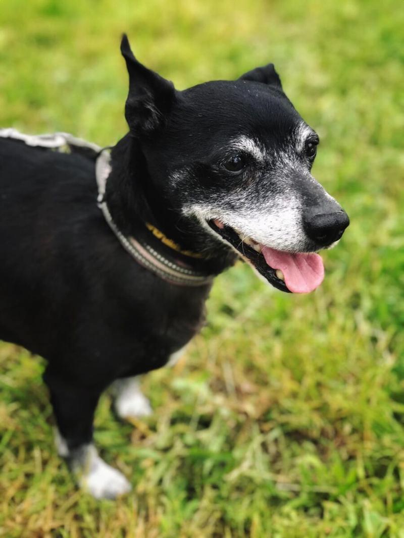 Kanały telewizyjne żużel