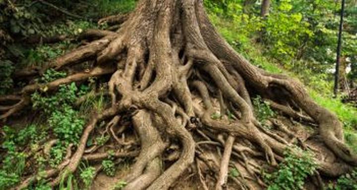 Premiera telewizyjna Korzenie