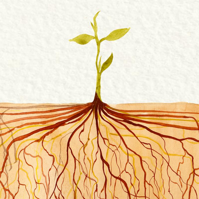 Ramówka stacje TV Korzenie