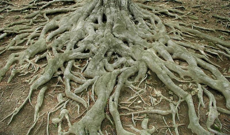 Kiedy i gdzie oglądać film "Korzenie" w telewizji?