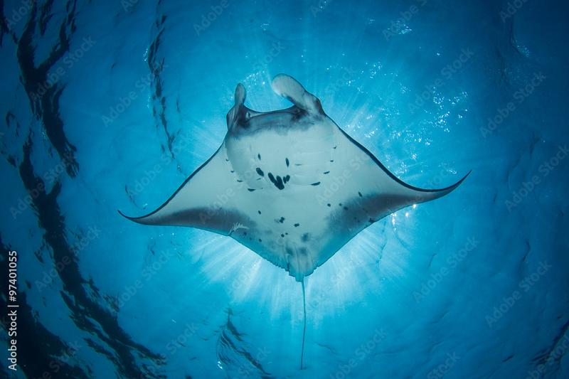 Podłączenie internetu w telewizorze Manta